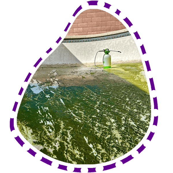 a drained pool that was green and has remaining algae on the surface of the pool  in phoenix arizona